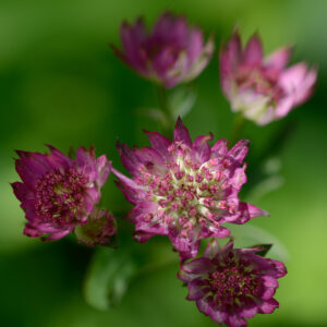 Astrantia major