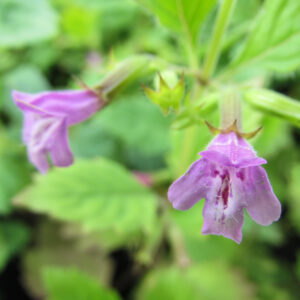 Calamintha grandiflora