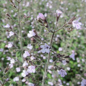 Calamintha nepeta 'Blue Cloud'