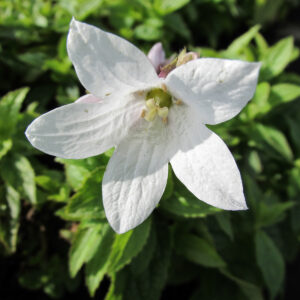 Campanula lactiflora 'Alba'