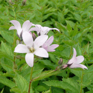 Campanula lactiflora 'Loddon Anne'