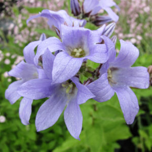Campanula lactiflora 'Prichard's Variety'