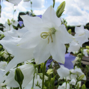 Campanula persicif.'Grandiflora Alba'