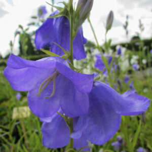 Campanula persicif.'Grandiflora Coerulea'