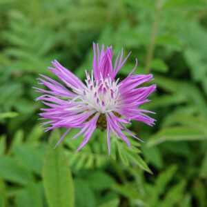 Centaurea dealbata