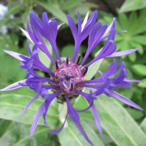 Centaurea montana
