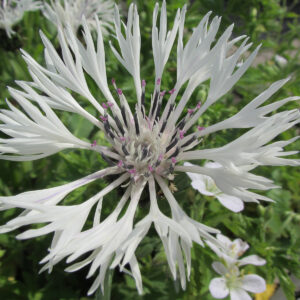 Centaurea montana 'Alba'