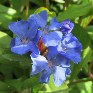 Ceratostigma plumbaginoides
