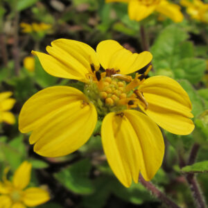 Chrysogonum virginianum