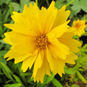 Coreopsis grandiflora 'Sunray', gen.