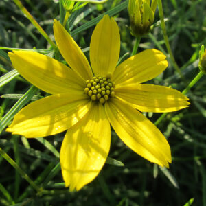 Coreopsis verticillata 'Zagreb'