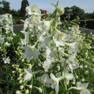 Delphinium x bellad.'Casa Blanca', gen.