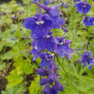 Delphinium x bellad.'Bellamosum'