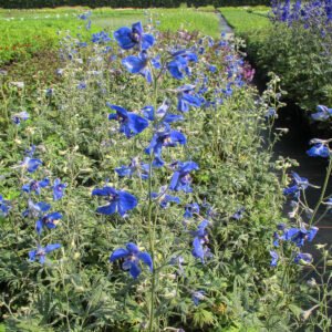 Delphinium x bellad.'Völkerfrieden'
