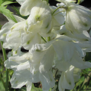 Delphinium Pacific 'Galahad'