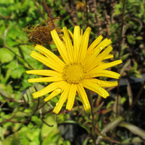Buphthalmum salicifolium